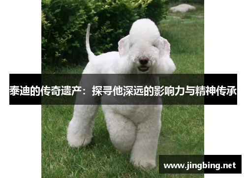 泰迪的传奇遗产：探寻他深远的影响力与精神传承